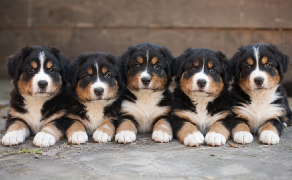 Hundehvalpe til salg